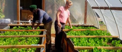 More About Building an Aquaponics System.